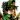 �f�R���G�����b�����Y