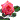 �f�R���G�����b�K�N