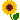 向日葵